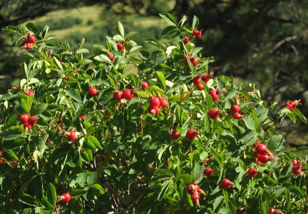 玫瑰果用于阴茎增大